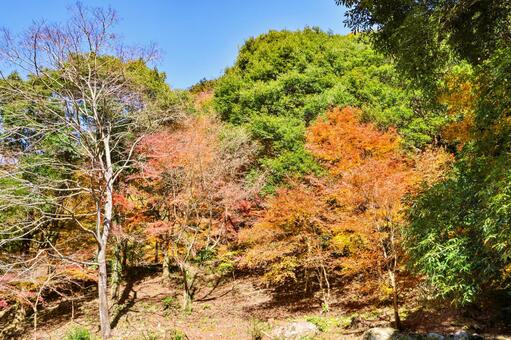 轟峡の紅葉 紅葉,もみじ,赤の写真素材