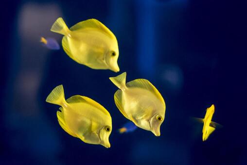 51ページ目 水族館の写真素材 写真素材なら 写真ac 無料 フリー ダウンロードok
