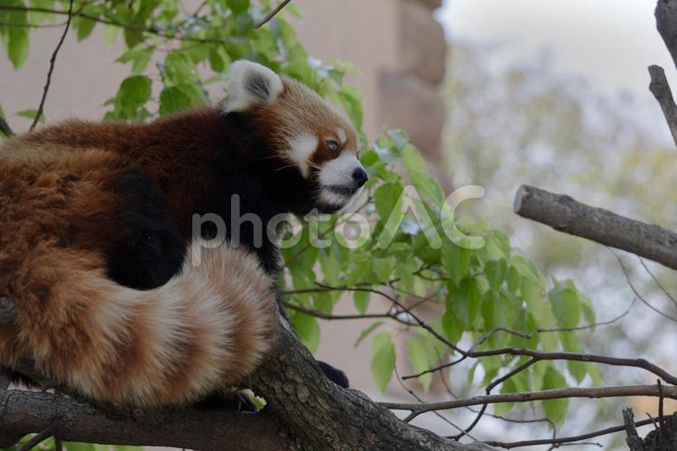 木登りをするレッサーパンダ レッサーパンダ,かわいい,マスコットの写真素材