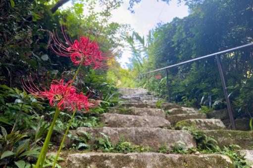 ヒガンバナと石段 ヒガンバナ,曼珠沙華,石段の写真素材