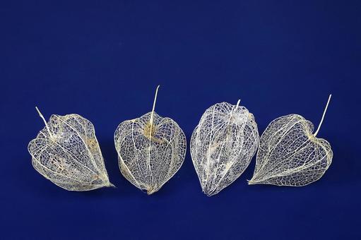 網ホオズキ 網ホオズキの写真