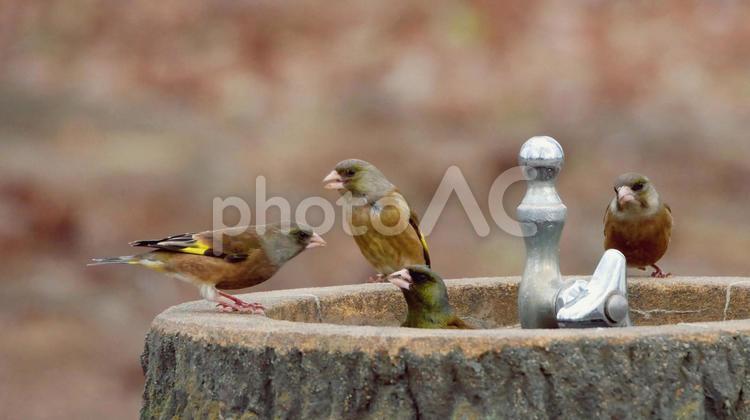 公園の水飲み場に集まるカワラヒワ カワラヒワ,小鳥,野鳥の写真素材