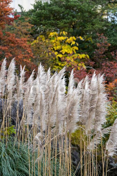秋の箱根散策 紅葉,パンパスグラス,もみじの写真素材