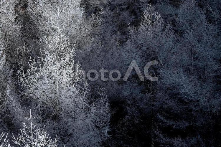 樹氷のついた針葉樹林 樹氷,冬,風景の写真素材