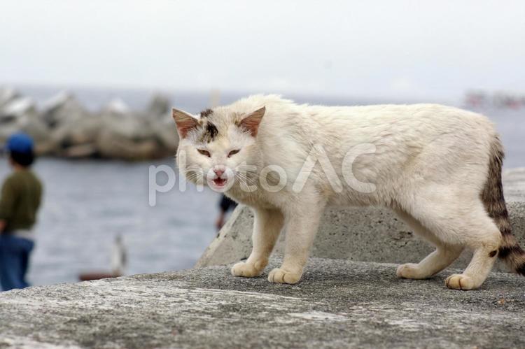 こちらに向かって鳴く港の大きな白キジ猫 ネコ,白キジ猫,ノラ猫の写真素材