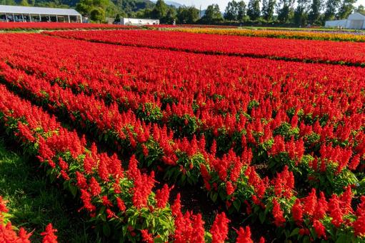 鮮やかな赤いサルビアの花_01 鮮やかな赤いサルビアの花_01の写真