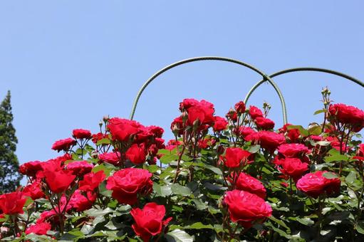 バラ園に咲く赤い薔薇の写真です 花,薔薇,自然の写真素材