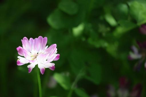 1輪のピンクの花びらのレンゲソウのアップ 1輪のピンクの花びらのレンゲソウのアップ 1輪,ピンク,花びらの写真素材