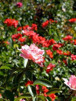 赤色を背景に咲くピンク色のバラ バラ,花,植物の写真素材