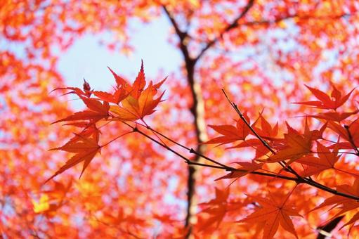紅葉 紅葉の写真