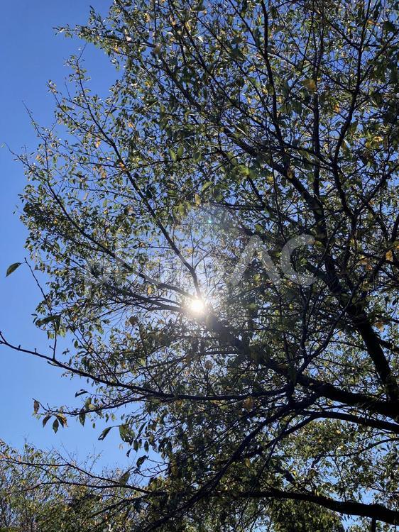 木漏れ日 木漏れ日,日差し,sunlightの写真素材