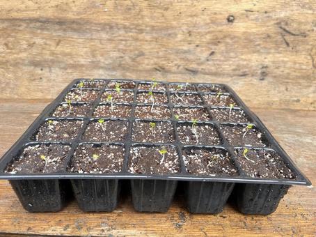 「キャベツの苗」(育苗イメージ用)_02 「キャベツの苗」(育苗イメージ用)_02 苗,育苗,キャベツの写真素材