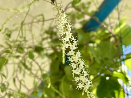 おかわかめの花 おかわかめの花の写真