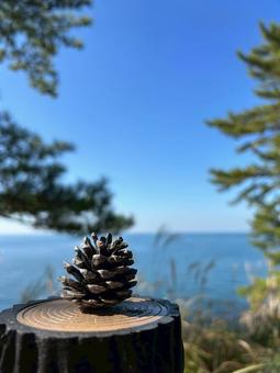 松ぼっくり 海,空,青空の写真素材