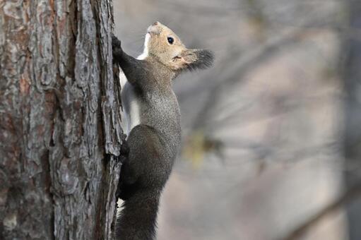 リス エゾリス,哺乳類,野生の写真素材