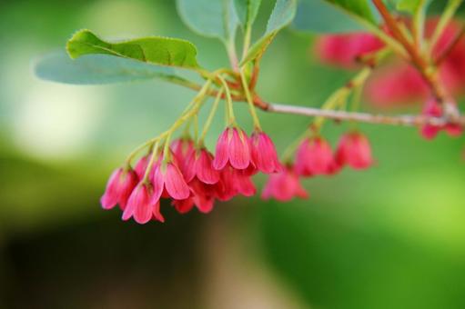 ベニサラサドウダン　咲く風景 ドウダンツツジ,初春,鮮やかの写真素材