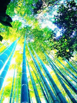 竹林 竹林の写真