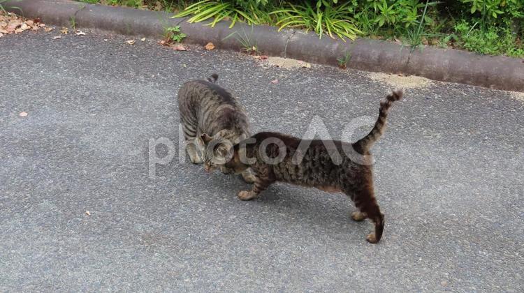 もふもふな猫界でも朝の挨拶は基本中の基本 猫,キジトラ,挨拶の写真素材
