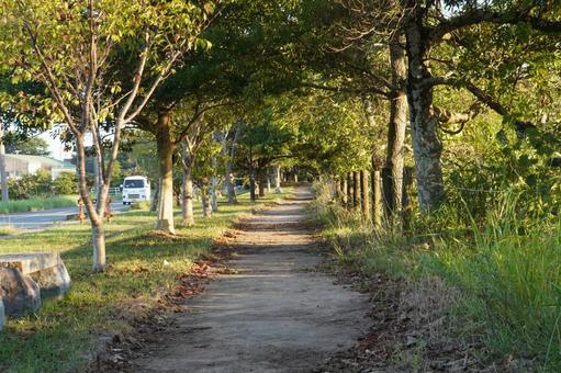 静岡県磐田市鶴ケ池 静岡県磐田市鶴ケ池 静岡県,磐田市,鶴ケ池の写真素材