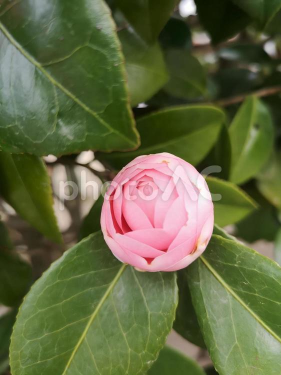 つばき　(ピンク) 花,春,つばきの写真素材