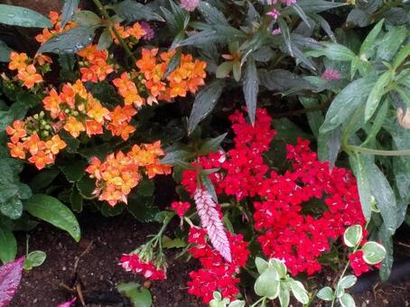 花 花,花壇,ガーデニングの写真素材