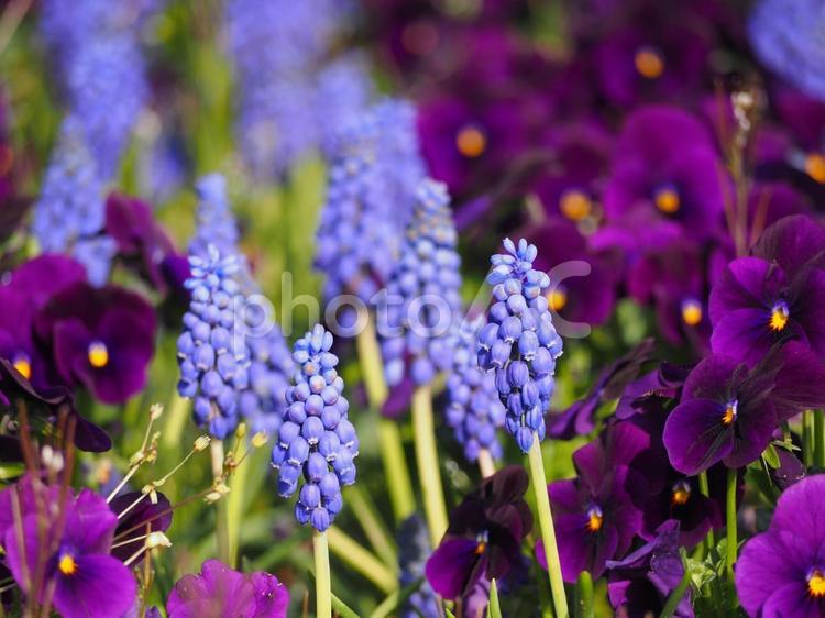 春の花　ムスカリとパンジーの花壇③ ムスカリ,グレープヒヤシンス,パンジーの写真素材
