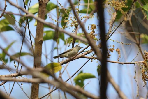 ヤナギムシクイ ヤナギムシクイの写真