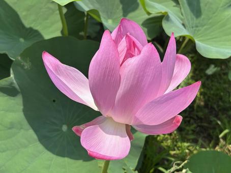 Lotus, JPG Lotus, JPG