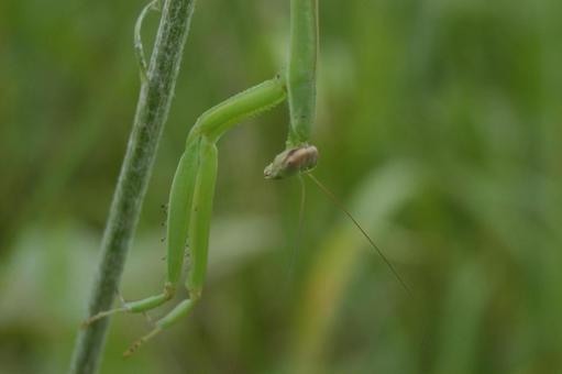 Praying Mantis, JPG Praying Mantis, JPG