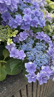 Hydrangea, JPG