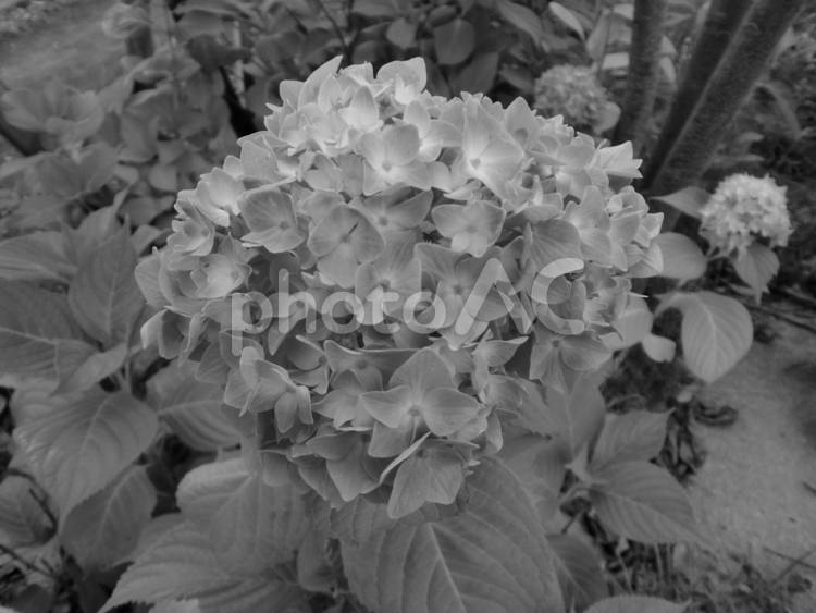 白黒写真の紫陽花の花 アジサイ,植物,６月の写真素材