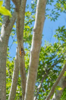 夏の木にとまるセミ 夏の木にとまるセミの写真