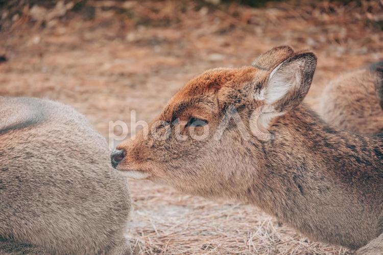 鹿の引き締まった横顔 鹿,動物,奈良の写真素材