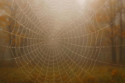 薄霧に映える蜘蛛網 薄霧に映える蜘蛛網の写真