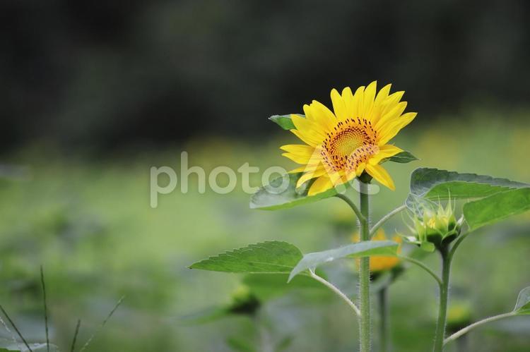 ひまわり畑に咲く可愛いヒマワリ ひまわり,花,夏の写真素材