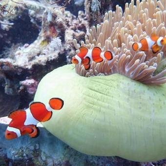 Photo, anemone fish, sea anemones, sea, 