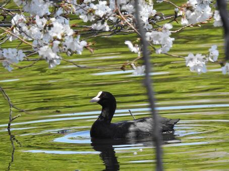 桜と水鳥の写真