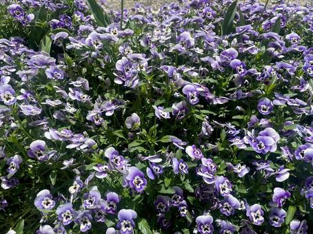 ガーデニングの写真