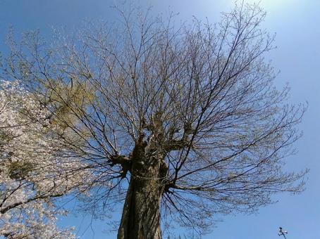 芽吹きの木 芽吹きの木の写真