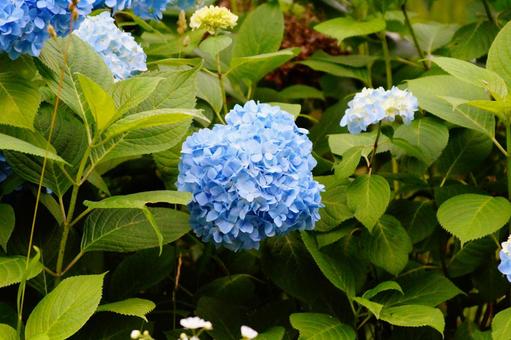 アジサイの花 アジサイの花の写真