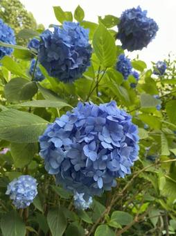 青い紫陽花 青い紫陽花の写真