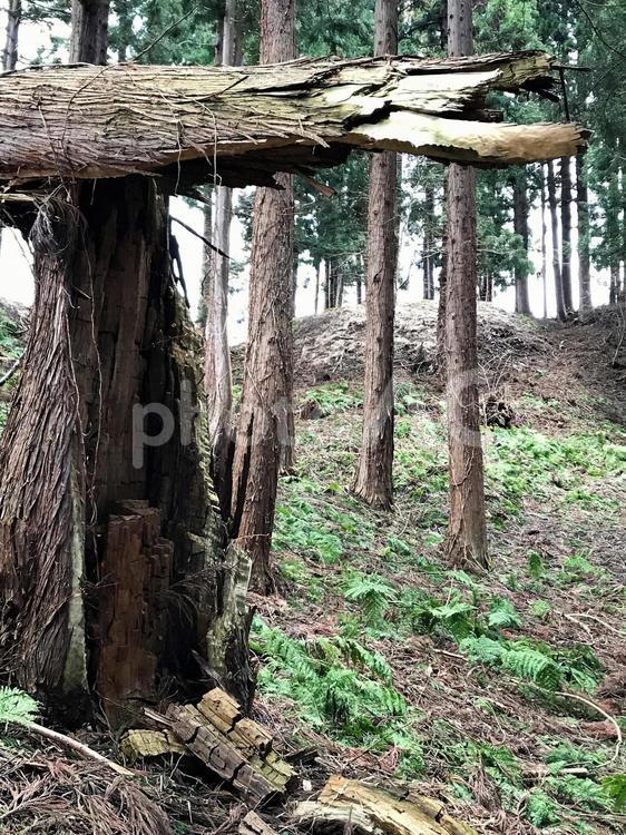 春先の山林・朽ち木 折れた木,枯れ木,倒れた木の写真素材