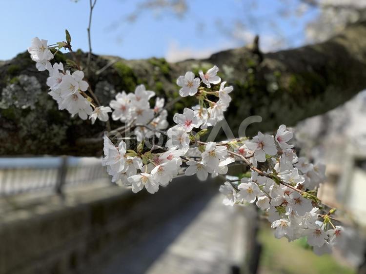 青空と桜の花 桜,サクラ,さくらの写真素材