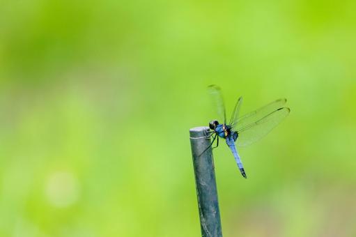 Photo, dragonfly, coconut shell, male, 