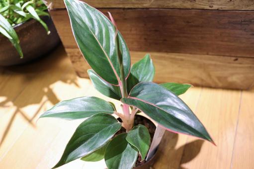 照片, 阿格內瑪, 房植物, 室內植物, 