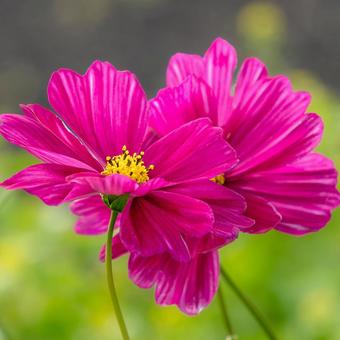 コスモス コスモス,コスモス畑,秋の写真素材