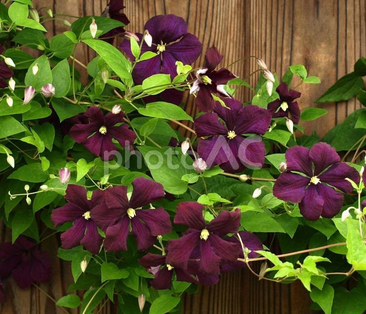 壁に絡まるクレマチスの花、春の花 クレマチス,春,壁の写真素材