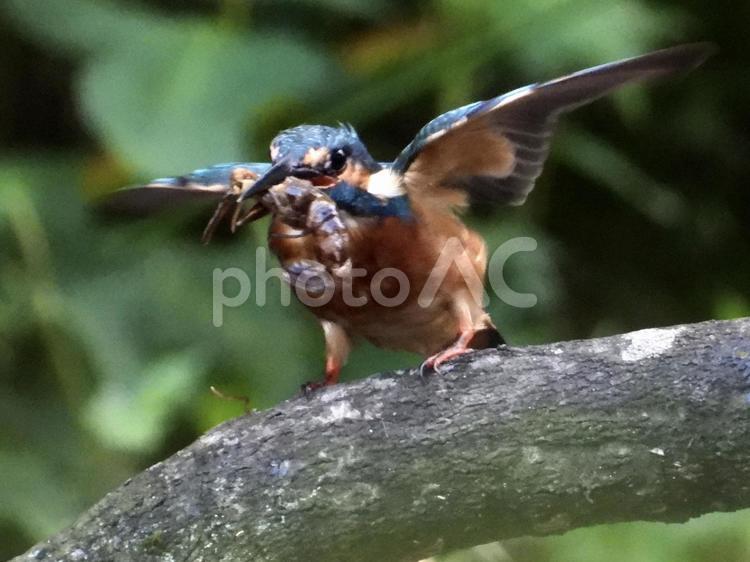 ザリガニを咥えるカワセミ 鳥,野鳥,カワセミの写真素材