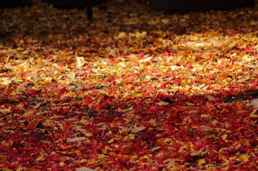 落葉 落葉,落ち葉,葉っぱの写真素材