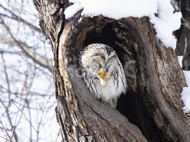 可愛いエゾフクロウ エゾフクロウ,野生生物,鳥の写真素材